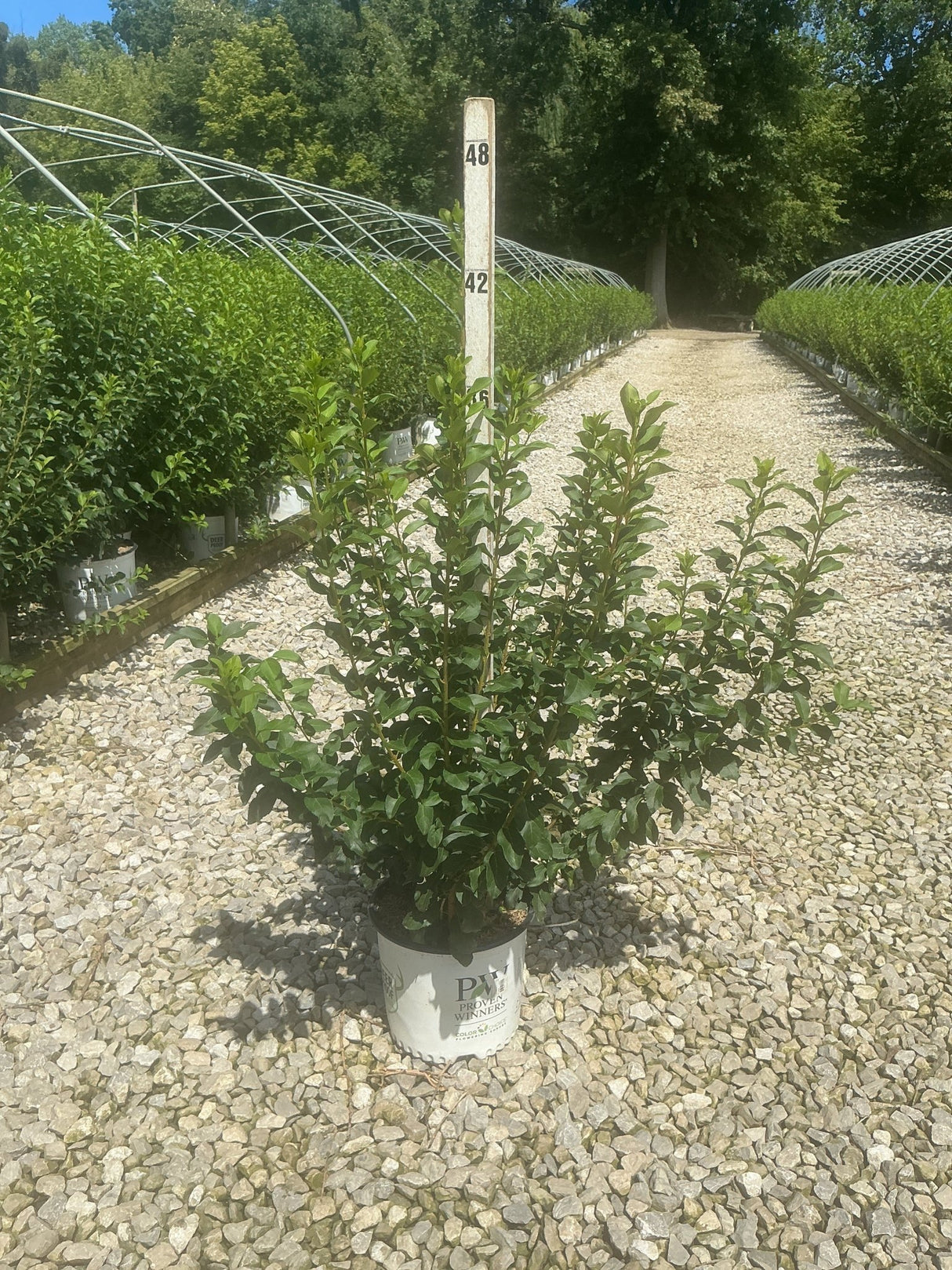 Show Off Forsythia shrub in a Proven Winners #3 container displayed on gravel at a nursery with a height measuring stake.