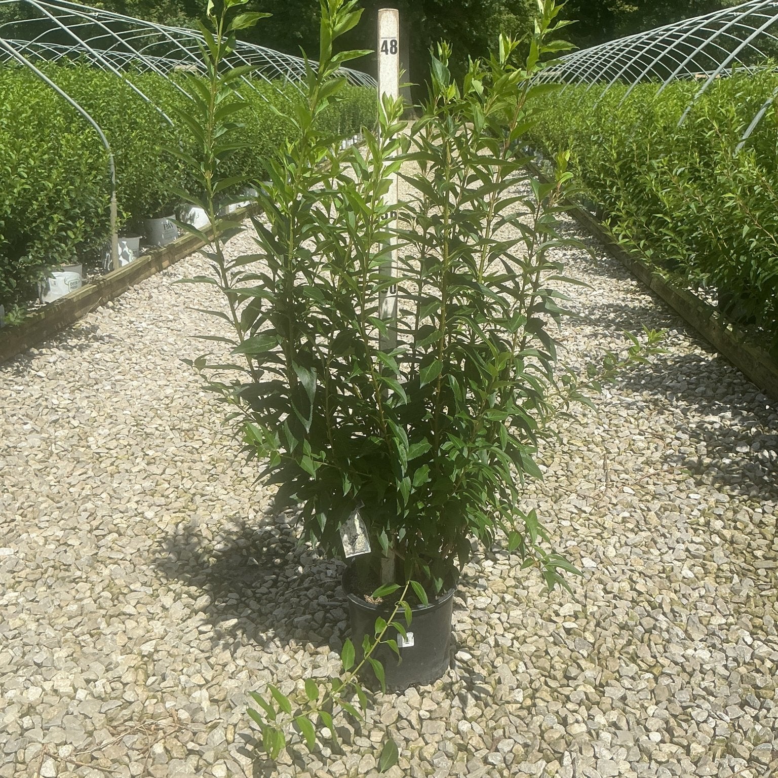 Spring Glory Forsythia shrub in a #3 container displayed on gravel at a nursery, showing upright multi-stem habit with dense green foliage.