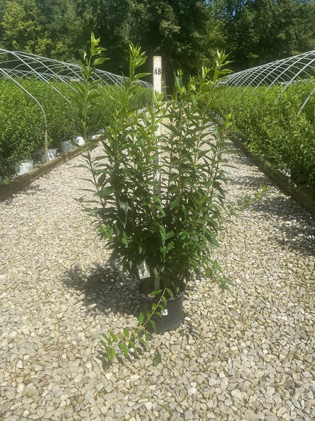 Spring Glory Forsythia shrub in a #3 container displayed on gravel at a nursery, showing upright multi-stem habit with dense green foliage.