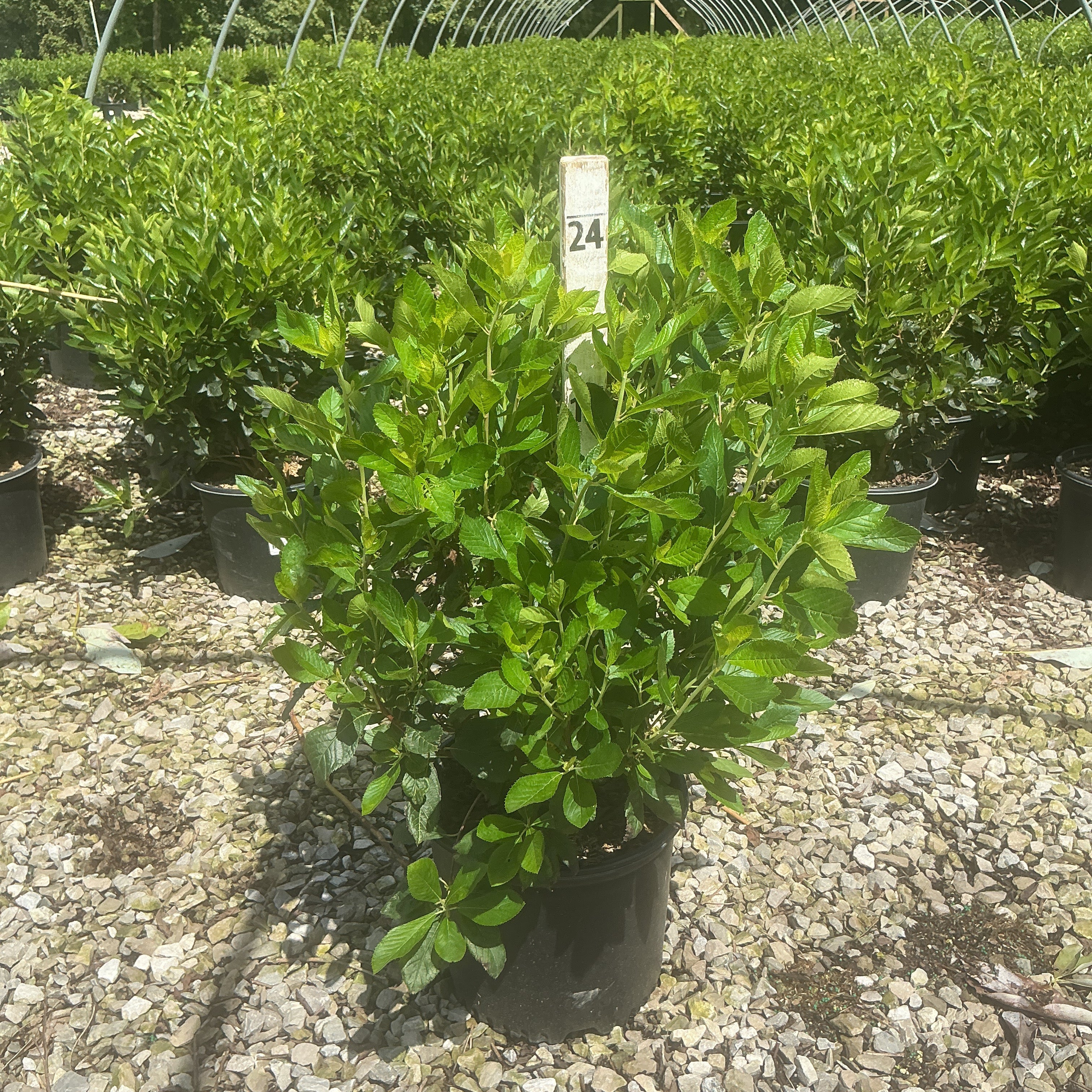 Sixteen Candles Summersweet shrub in a #3 container with lush green foliage, displayed at a nursery on a gravel surface.