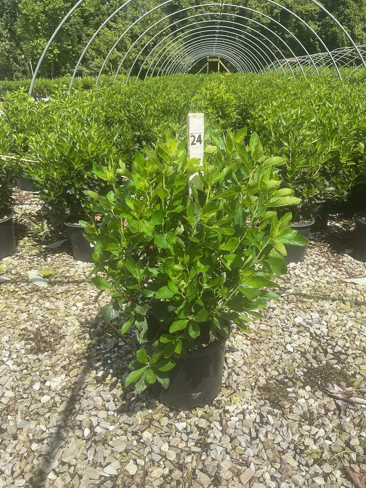 Sixteen Candles Summersweet shrub in a #3 container with lush green foliage, displayed at a nursery on a gravel surface.