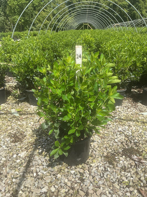 Sixteen Candles Summersweet shrub in a #3 container with lush green foliage, displayed at a nursery on a gravel surface.