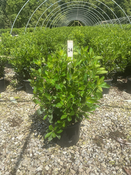 Sixteen Candles Summersweet shrub in a #3 container with lush green foliage, displayed at a nursery on a gravel surface.