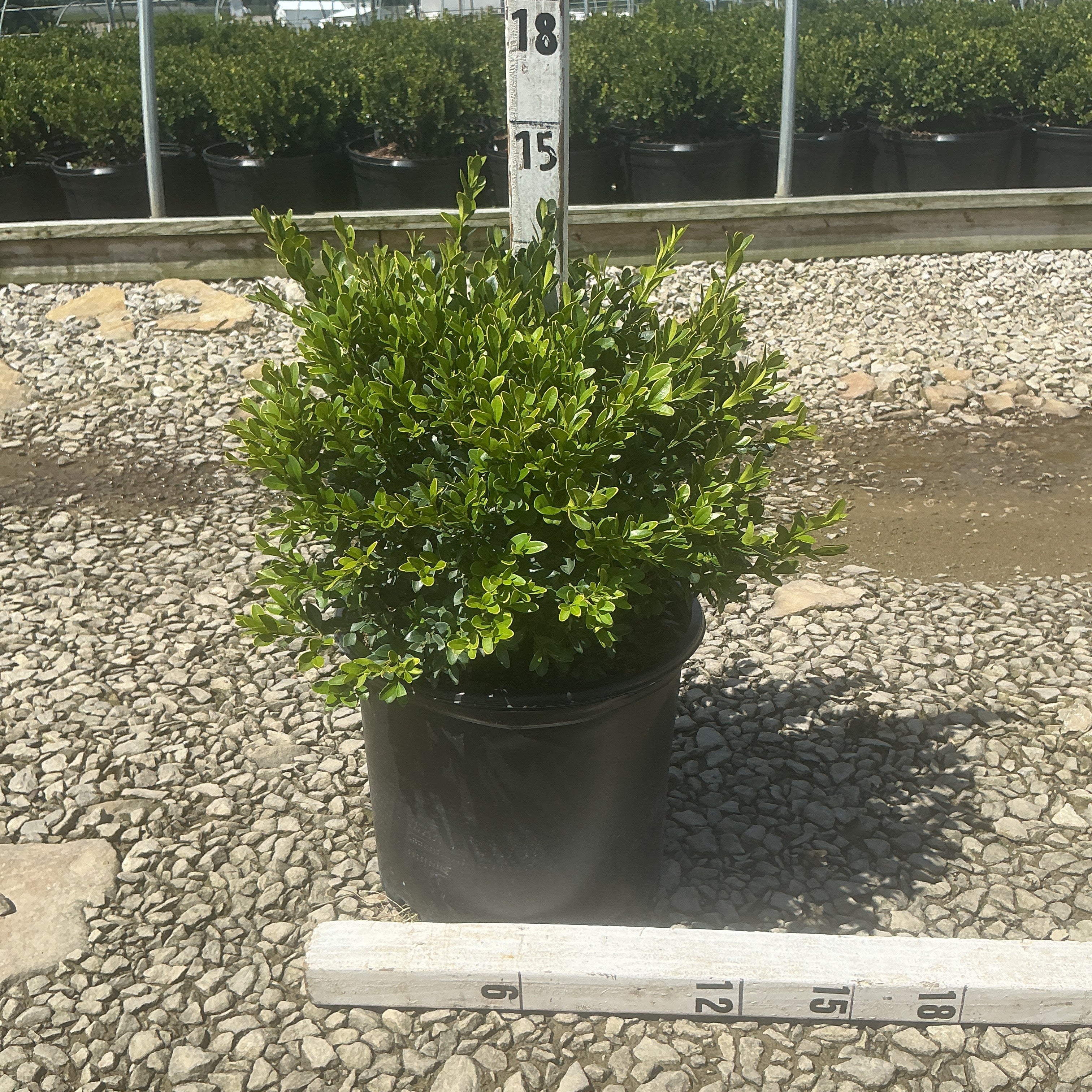 Green Velvet Boxwood shrub in a #3 container measured at approximately 15 inches tall at a nursery growing facility.