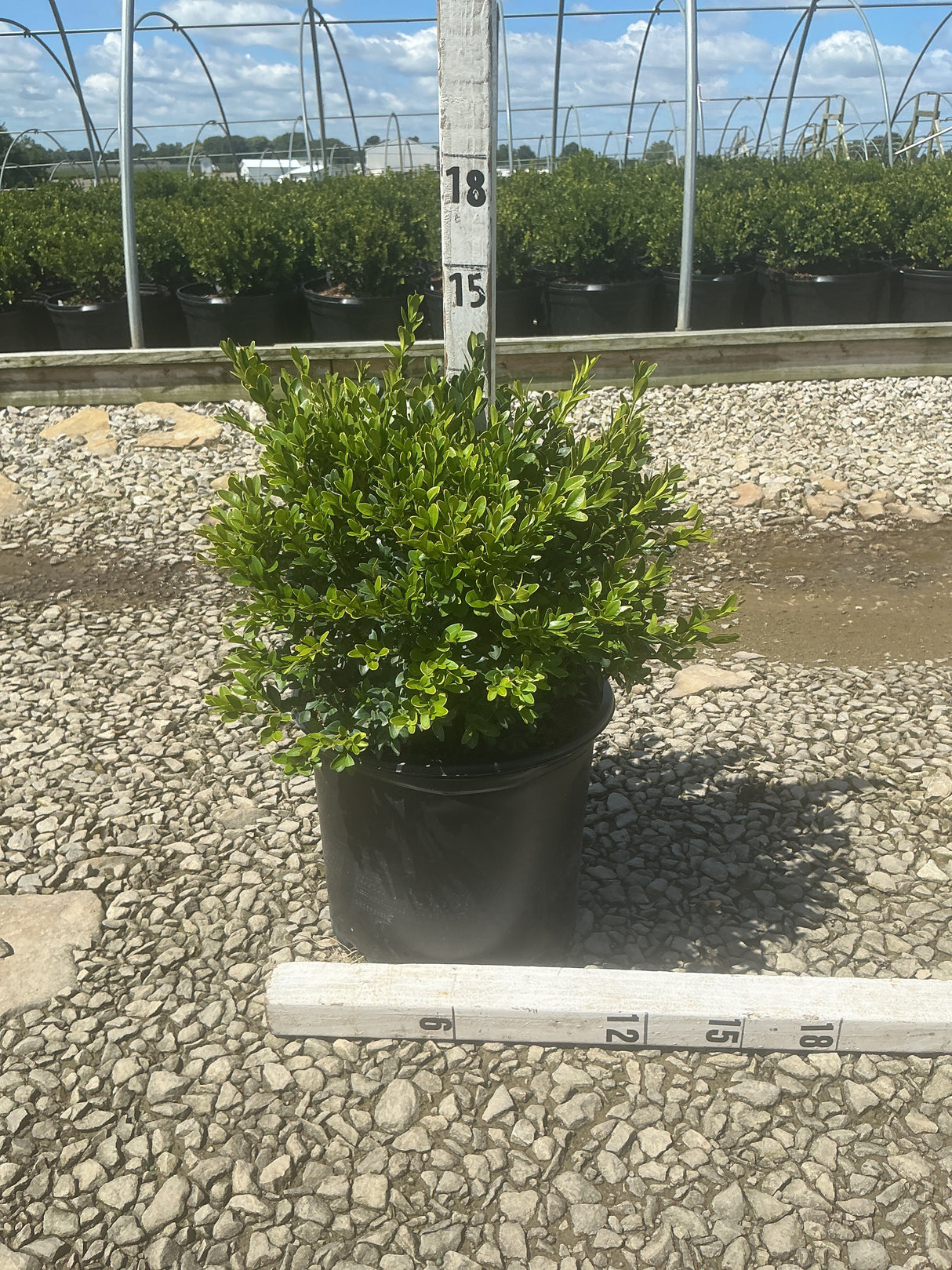 Green Velvet Boxwood shrub in a #3 container measured at approximately 15 inches tall at a nursery growing facility.