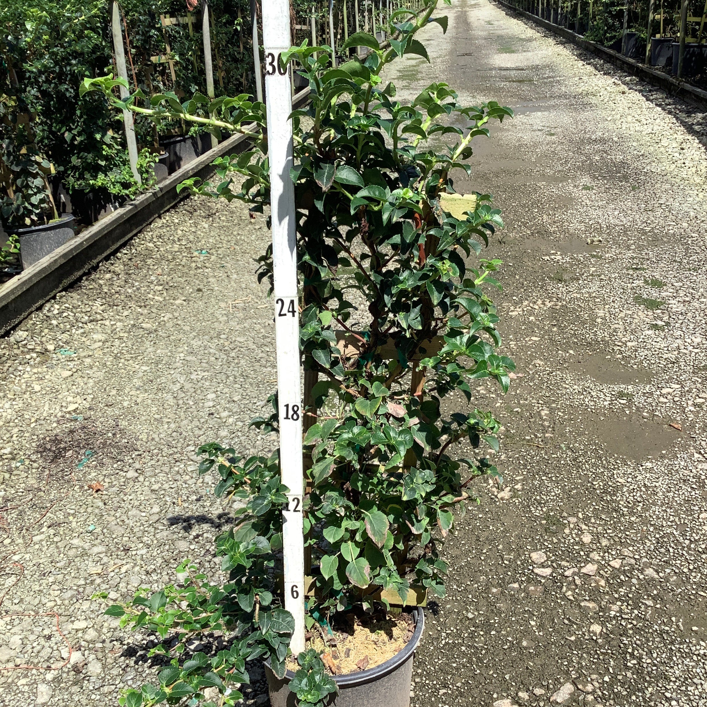 Climbing Hydrangea vine in a #3 nursery container next to a measurement pole showing approximately 30 inches of growth.