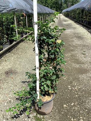 Climbing Hydrangea vine in a #3 nursery container next to a measurement pole showing approximately 30 inches of growth.