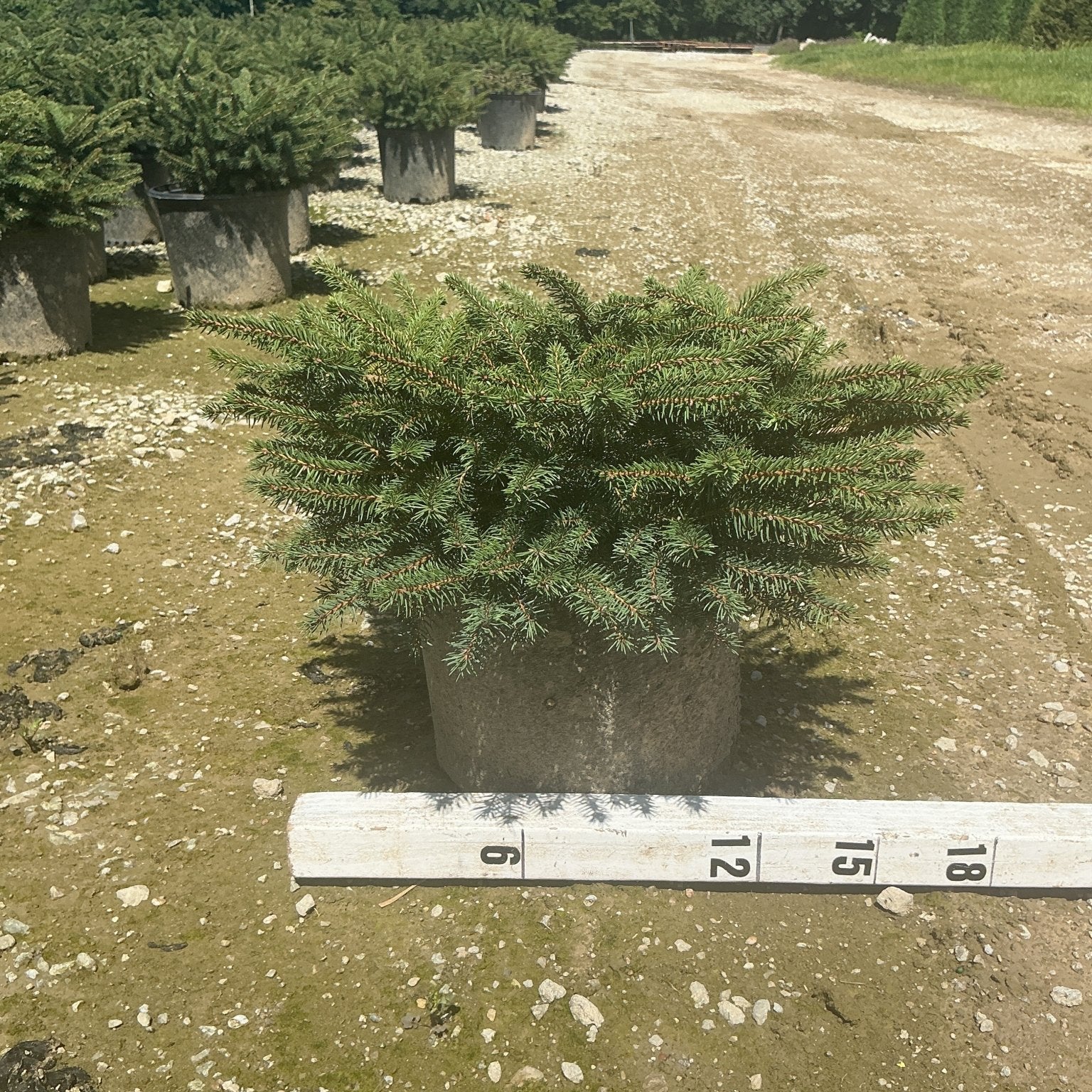 Bird's Nest Spruce Picea abies Nidiformis in a nursery container, showing its wide flat-topped mounding habit with dense blue-green needles.