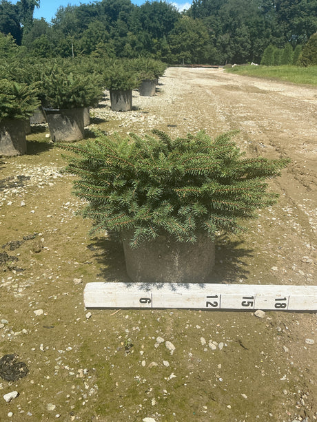 Bird's Nest Spruce Picea abies Nidiformis in a nursery container, showing its wide flat-topped mounding habit with dense blue-green needles.