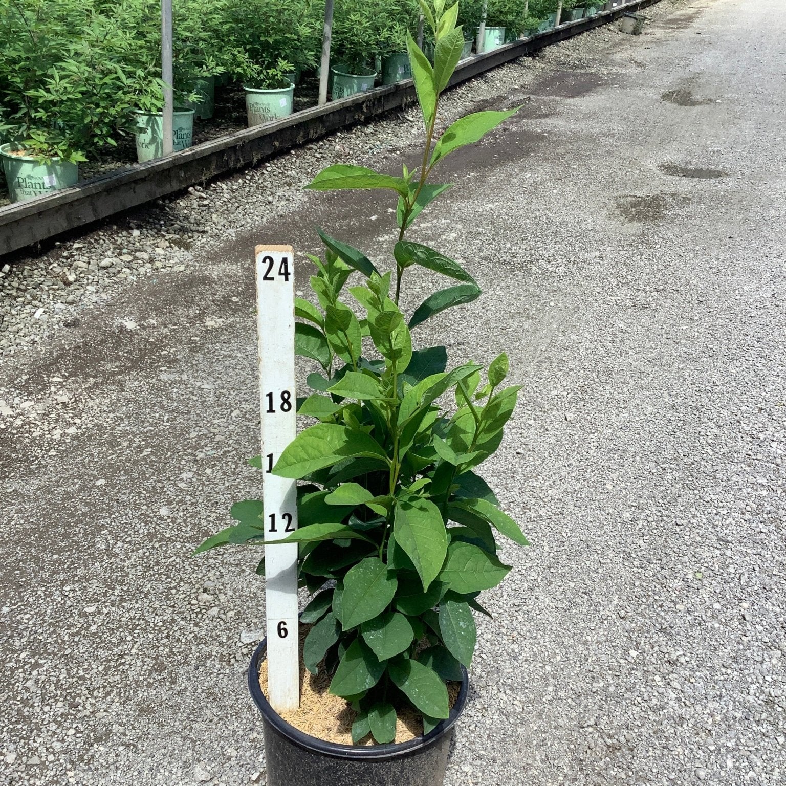 Lindera benzoin Spice Bush in a #3 nursery container next to a 24-inch measurement stake showing approximately 24 inches of growth.