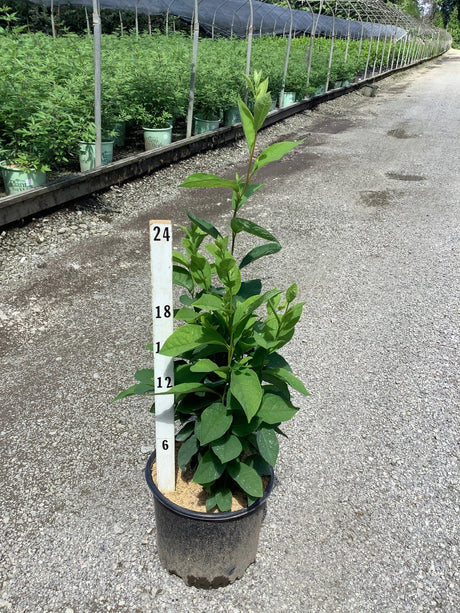 Lindera benzoin Spice Bush in a #3 nursery container next to a 24-inch measurement stake showing approximately 24 inches of growth.