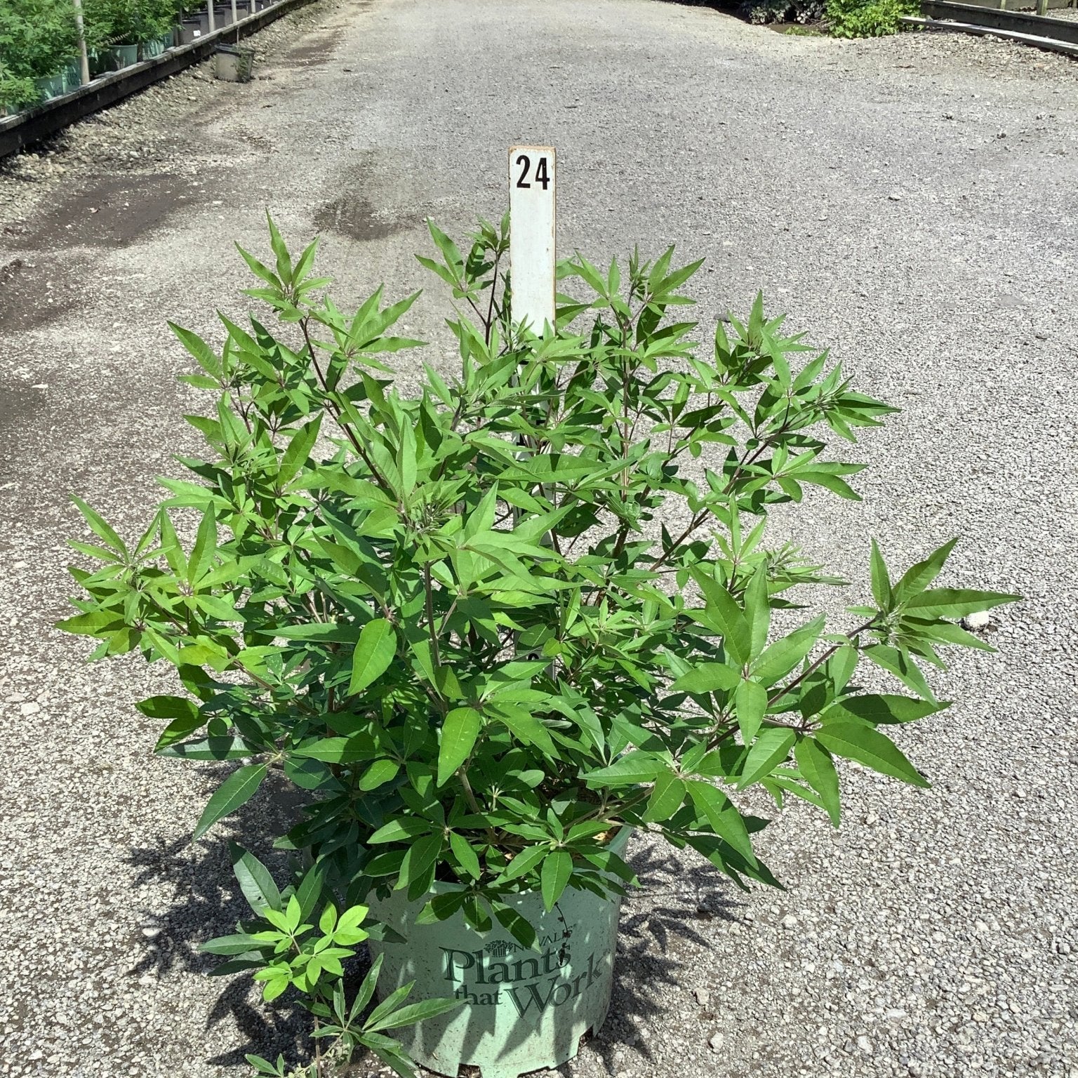 Vitex agnus-castus Chaste Tree shrub in a #3 nursery container displayed on a gravel path at a plant nursery.