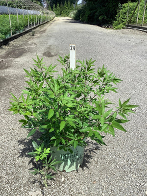 Vitex agnus-castus Chaste Tree shrub in a #3 nursery container displayed on a gravel path at a plant nursery.
