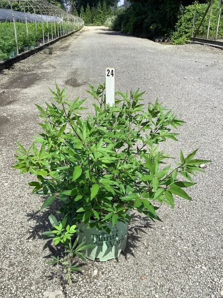 Vitex agnus-castus Chaste Tree shrub in a #3 nursery container displayed on a gravel path at a plant nursery.