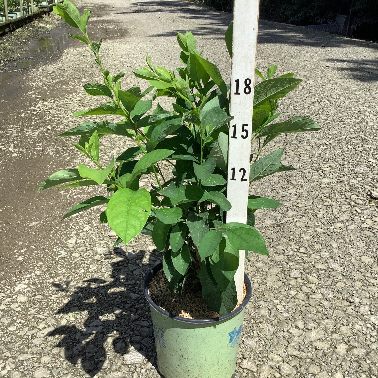 Lindera benzoin Spice Bush in a #2 container shown against a nursery measurement stake reaching about 18 inches tall.