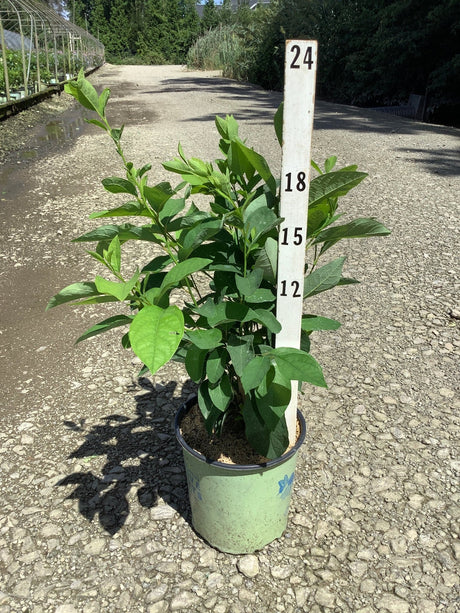 Lindera benzoin Spice Bush in a #2 container shown against a nursery measurement stake reaching about 18 inches tall.