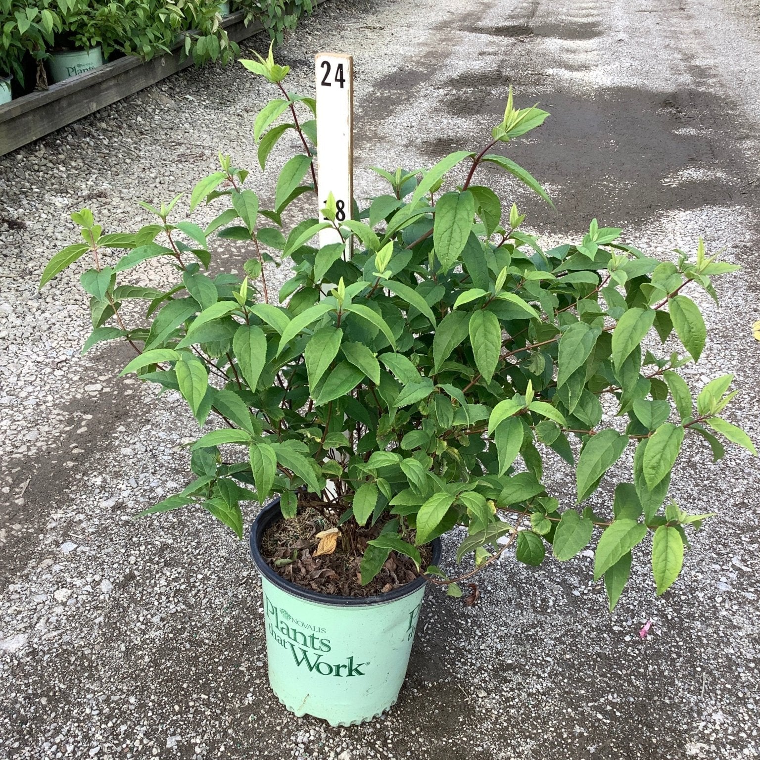 Raspberry Sundae Deutzia shrub in a #2 container at a nursery, showing lush green foliage on reddish stems.