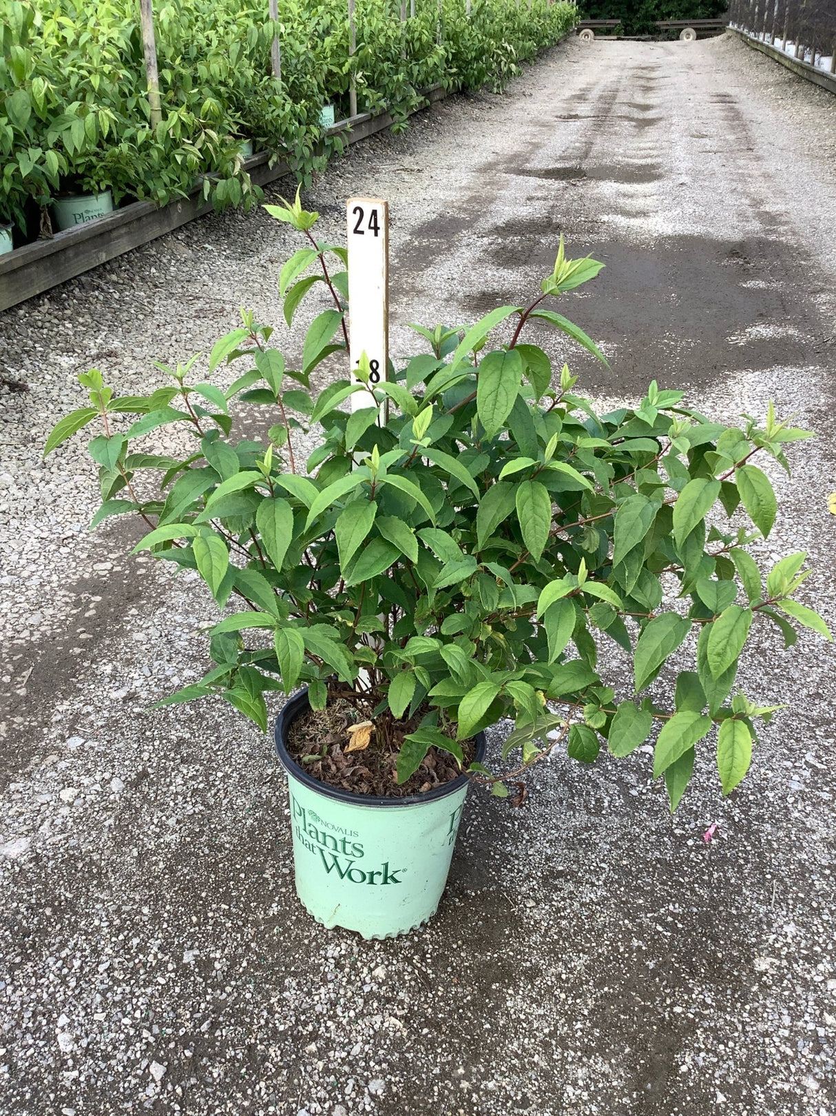 Raspberry Sundae Deutzia shrub in a #2 container at a nursery, showing lush green foliage on reddish stems.