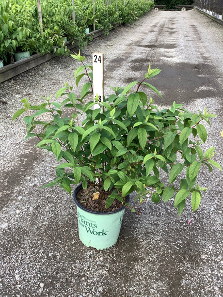 Raspberry Sundae Deutzia shrub in a #2 container at a nursery, showing lush green foliage on reddish stems.