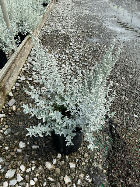 GardenGhost Artemisia in a black nursery container displaying silvery-white foliage and upright stems on a gravel surface.