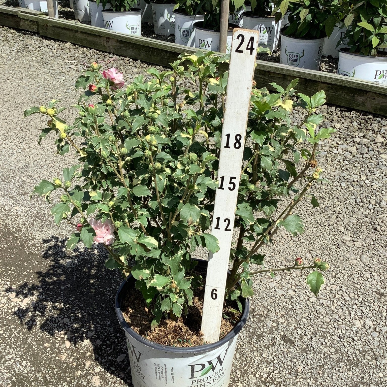 Sugar Tip Rose of Sharon shrub in a Proven Winners #3 container with pink blooms and variegated foliage, shown against a measurement stake.