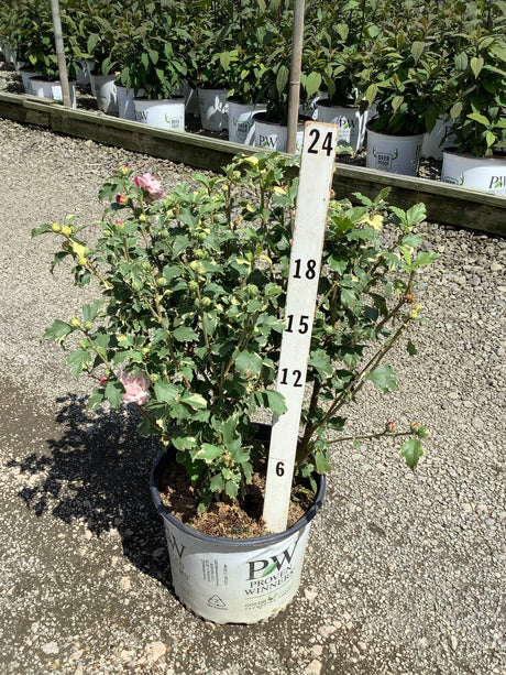 Sugar Tip Rose of Sharon shrub in a Proven Winners #3 container with pink blooms and variegated foliage, shown against a measurement stake.