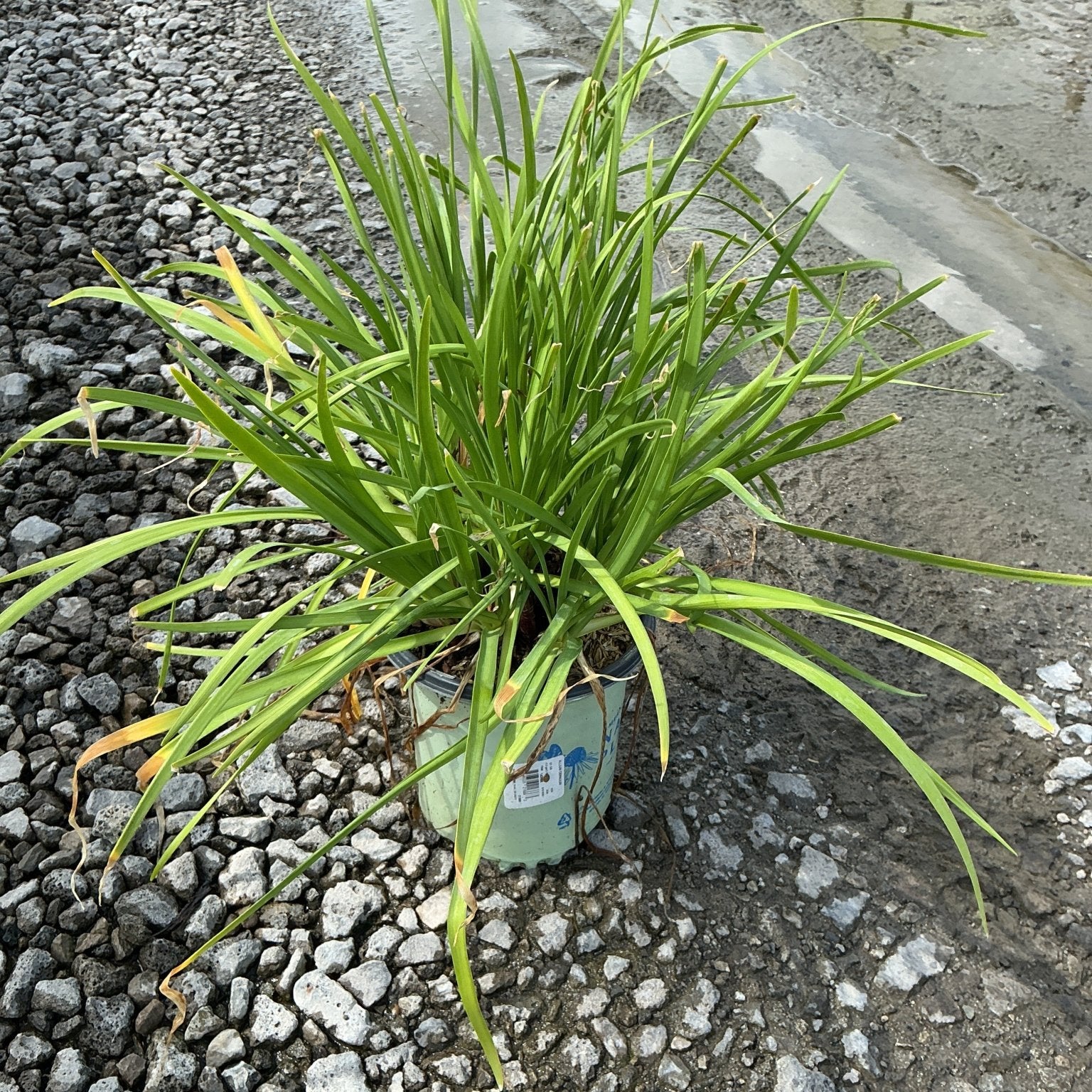 Allium cernuum nodding onion plant in a #1 nursery container, showing dense clumping green strap-like foliage.