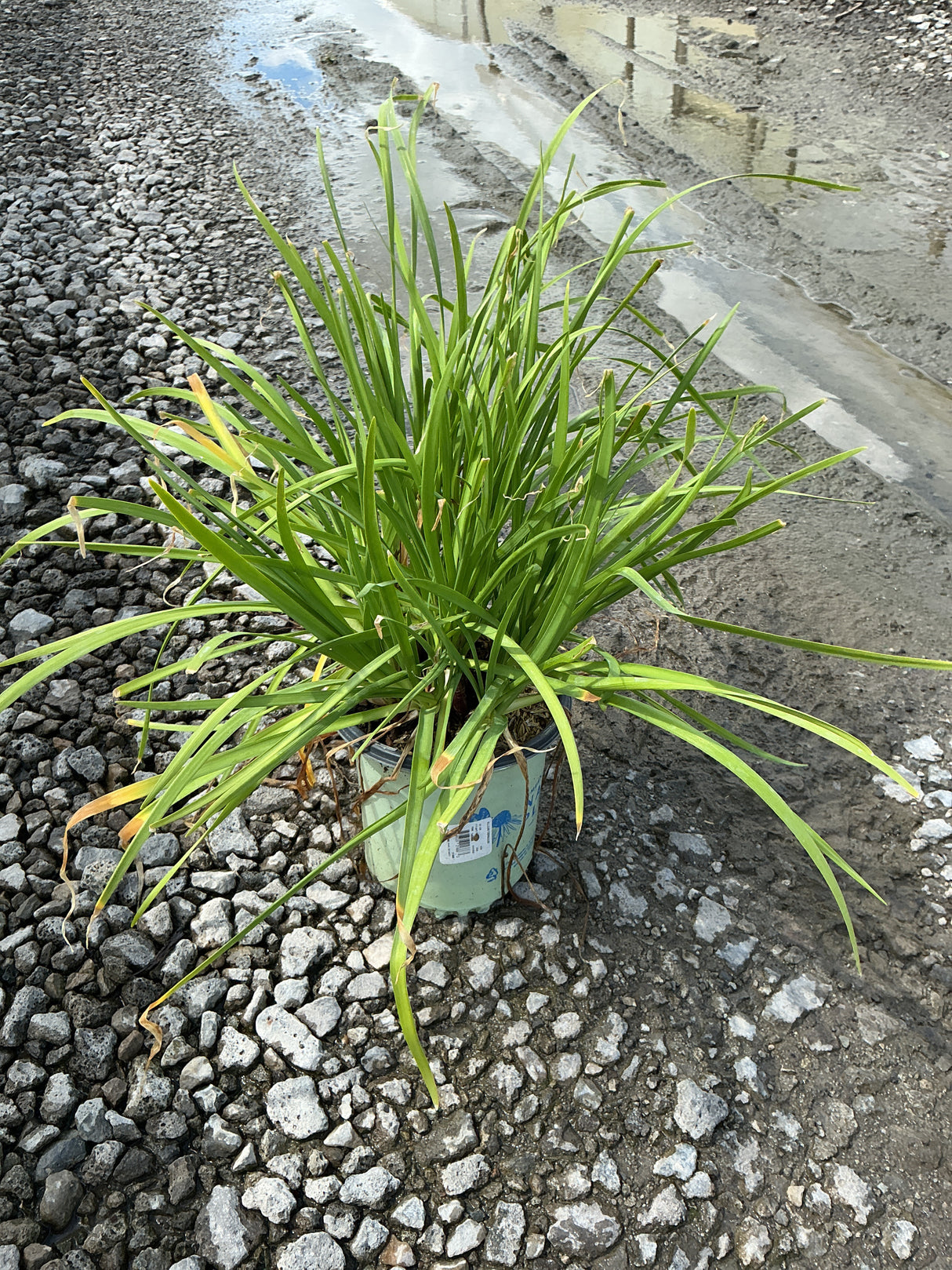 Allium cernuum nodding onion plant in a #1 nursery container, showing dense clumping green strap-like foliage.