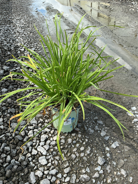 Allium cernuum nodding onion plant in a #1 nursery container, showing dense clumping green strap-like foliage.