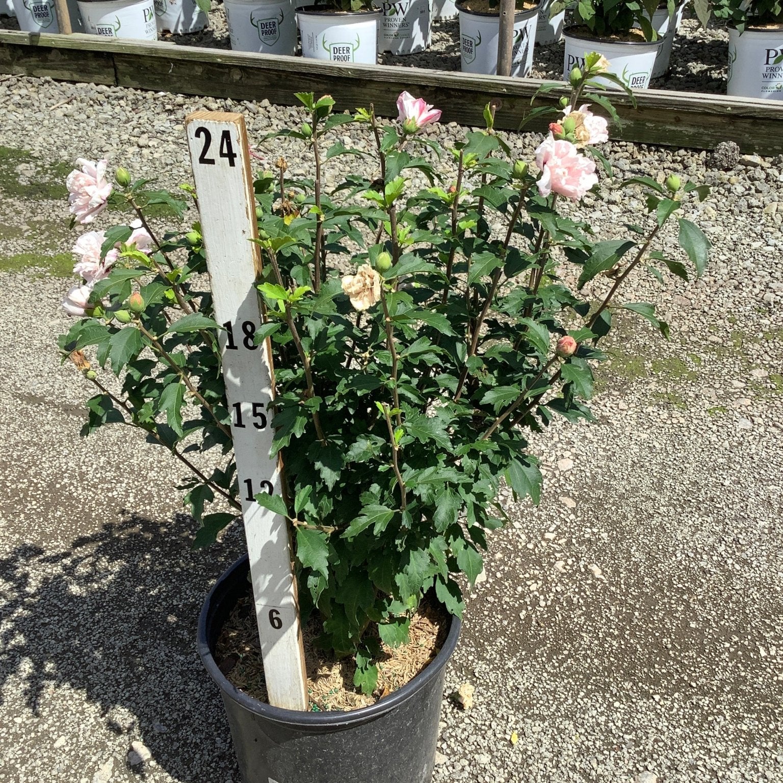 Blushing Bride Rose of Sharon shrub in a #3 container with soft pink double blooms, shown against a nursery backdrop.