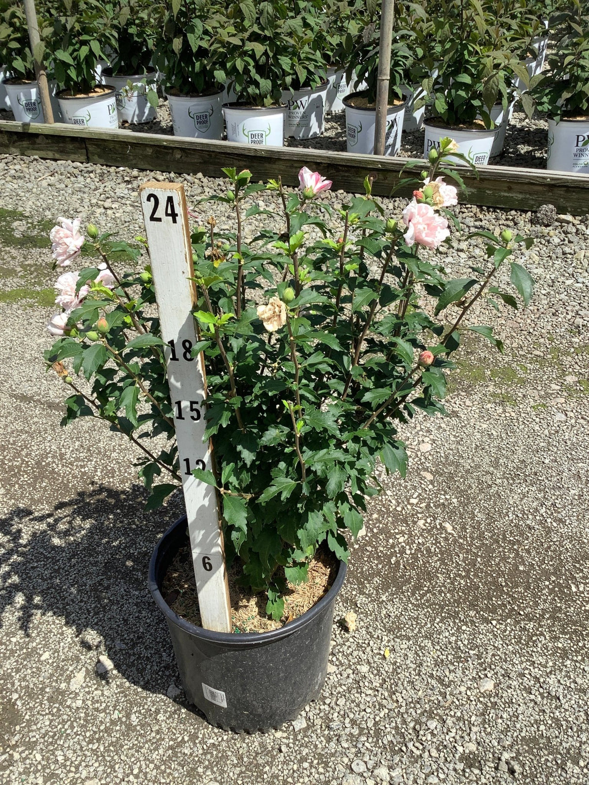 Blushing Bride Rose of Sharon shrub in a #3 container with soft pink double blooms, shown against a nursery backdrop.