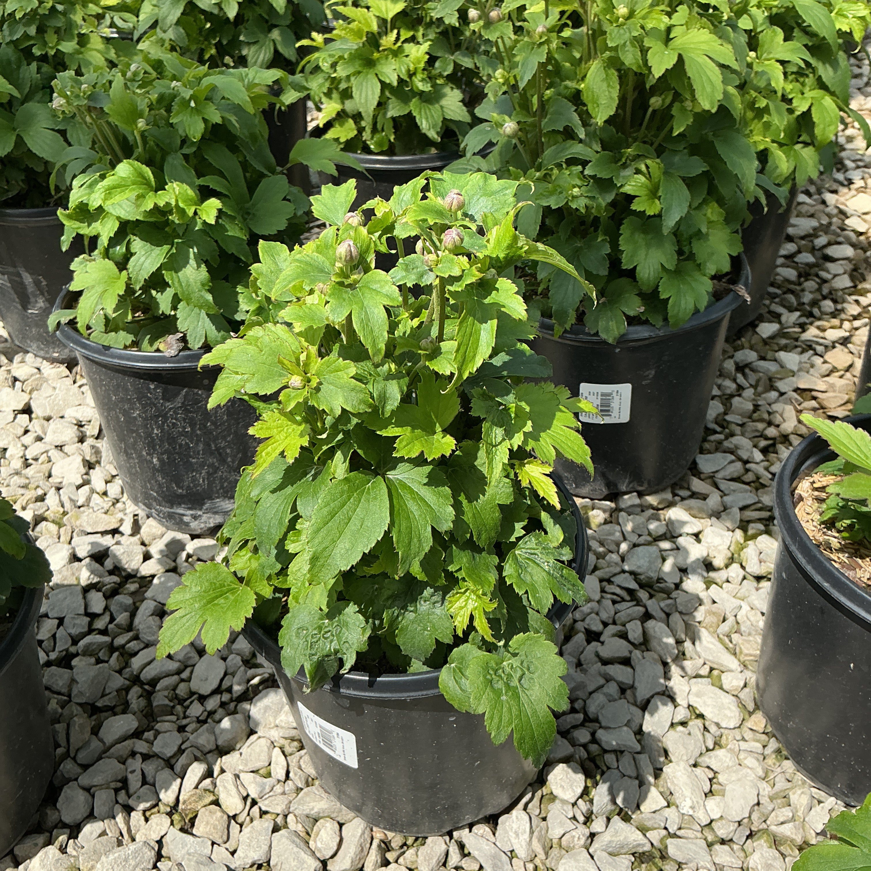 Curtain Call Deep Rose Japanese Anemone in a #1 black nursery container with green foliage and round buds forming.