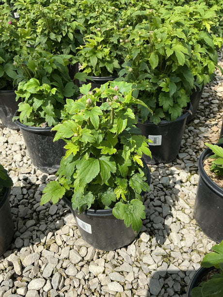 Curtain Call Deep Rose Japanese Anemone in a #1 black nursery container with green foliage and round buds forming.