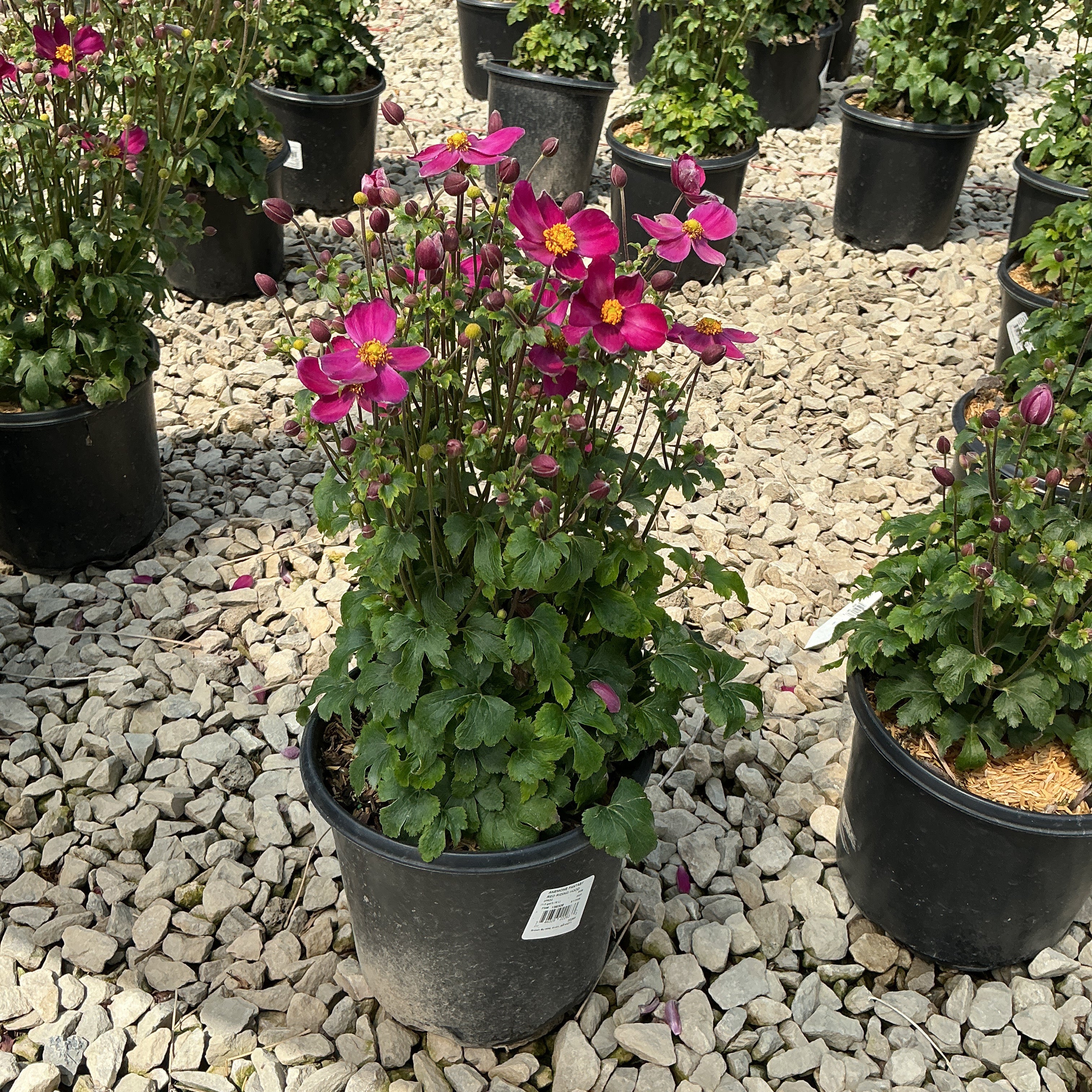 Fantasy Red Riding Hood Japanese Anemone blooming in a black nursery container with vivid magenta flowers and yellow centers.