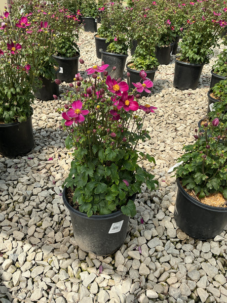 Fantasy Red Riding Hood Japanese Anemone blooming in a black nursery container with vivid magenta flowers and yellow centers.