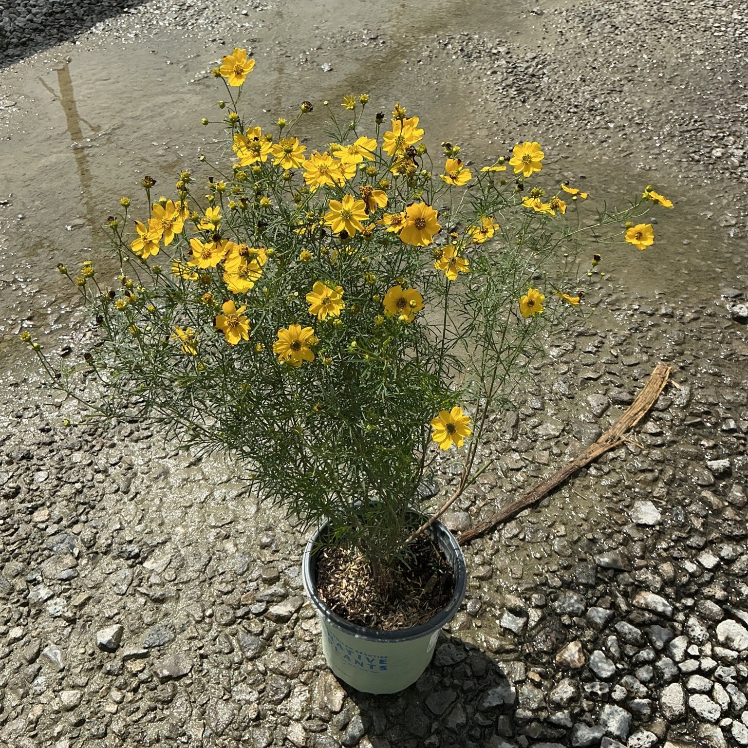 Threadleaf Coreopsis in a #1 container covered in bright yellow blooms, set on a gravel surface.