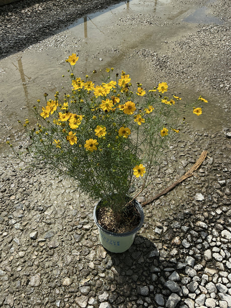Threadleaf Coreopsis in a #1 container covered in bright yellow blooms, set on a gravel surface.