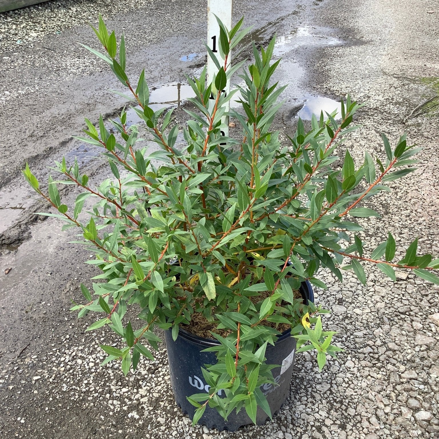 WorryFree Winter Torch Willow shrub in a #3 container showing red stems and narrow green foliage at a nursery.