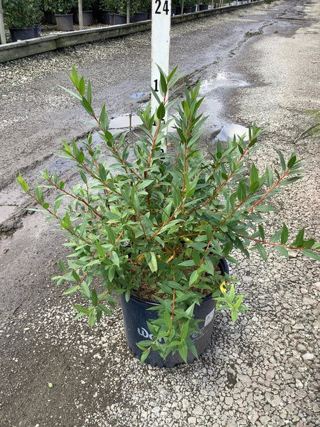 WorryFree Winter Torch Willow shrub in a #3 container showing red stems and narrow green foliage at a nursery.