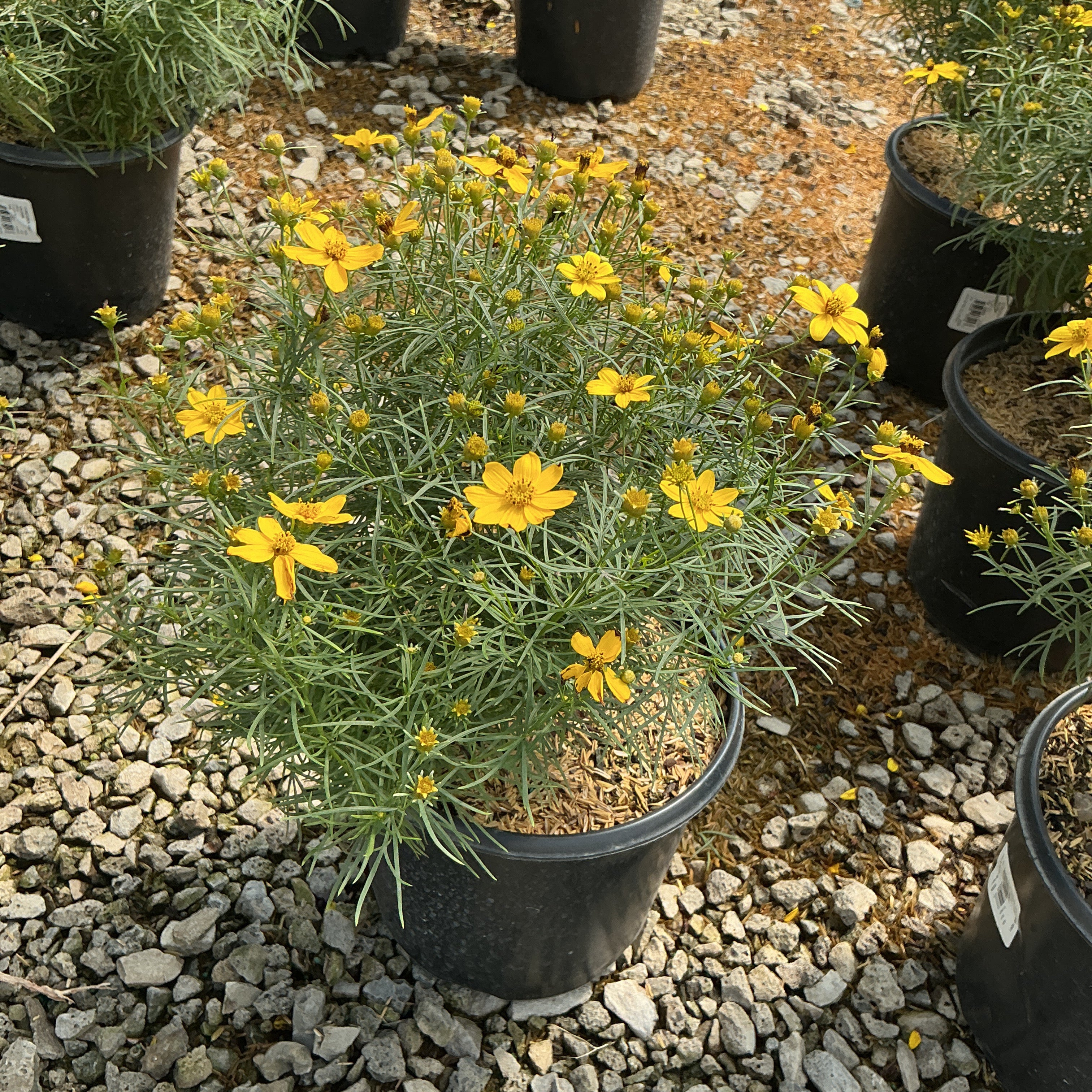 Zagreb Coreopsis in a #1 container covered in bright yellow daisy-like blooms with fine needle-like foliage.
