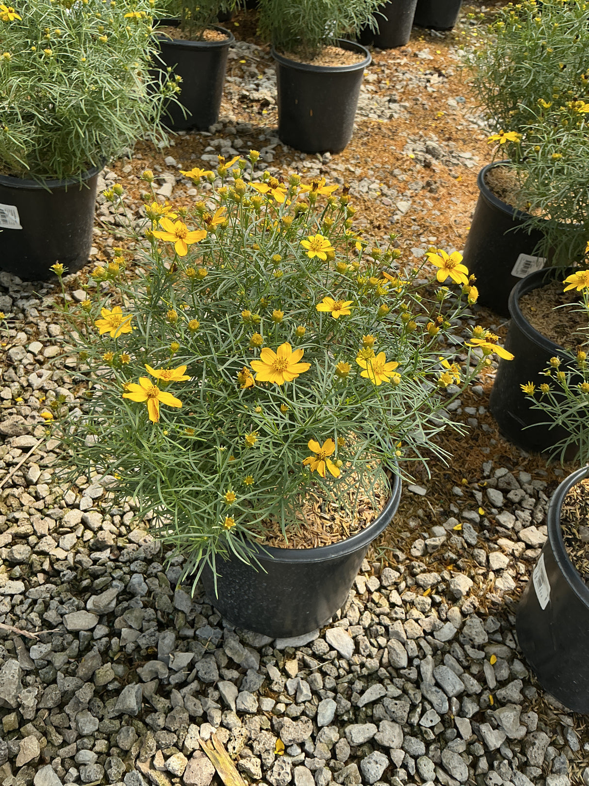 Zagreb Coreopsis in a #1 container covered in bright yellow daisy-like blooms with fine needle-like foliage.