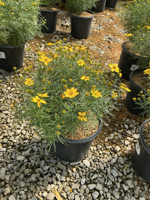 Zagreb Coreopsis in a #1 container covered in bright yellow daisy-like blooms with fine needle-like foliage.