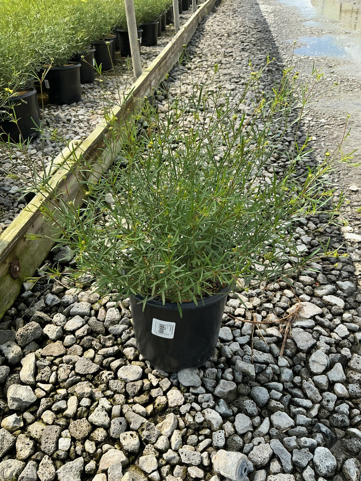 Moonbeam Coreopsis in a black nursery container showing fine-textured foliage and small yellow buds on a gravel surface.