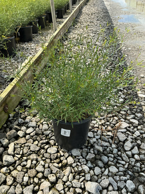 Moonbeam Coreopsis in a black nursery container showing fine-textured foliage and small yellow buds on a gravel surface.