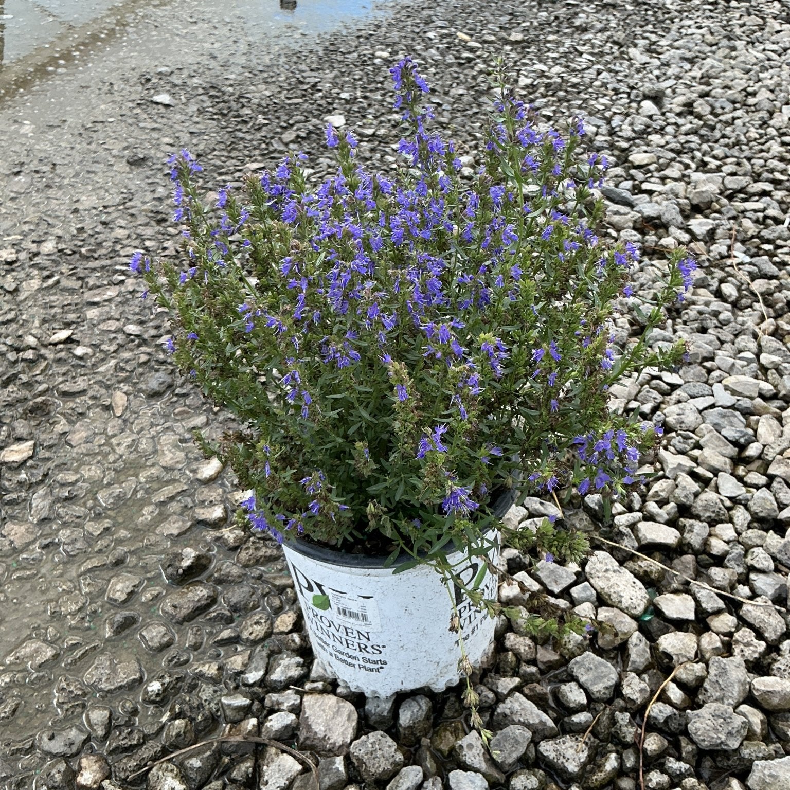 Nectar Ninja Hyssop in a Proven Winners #1 container, covered in violet-blue flower spikes, set on wet gravel.