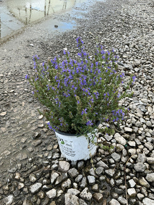 Nectar Ninja Hyssop in a Proven Winners #1 container, covered in violet-blue flower spikes, set on wet gravel.