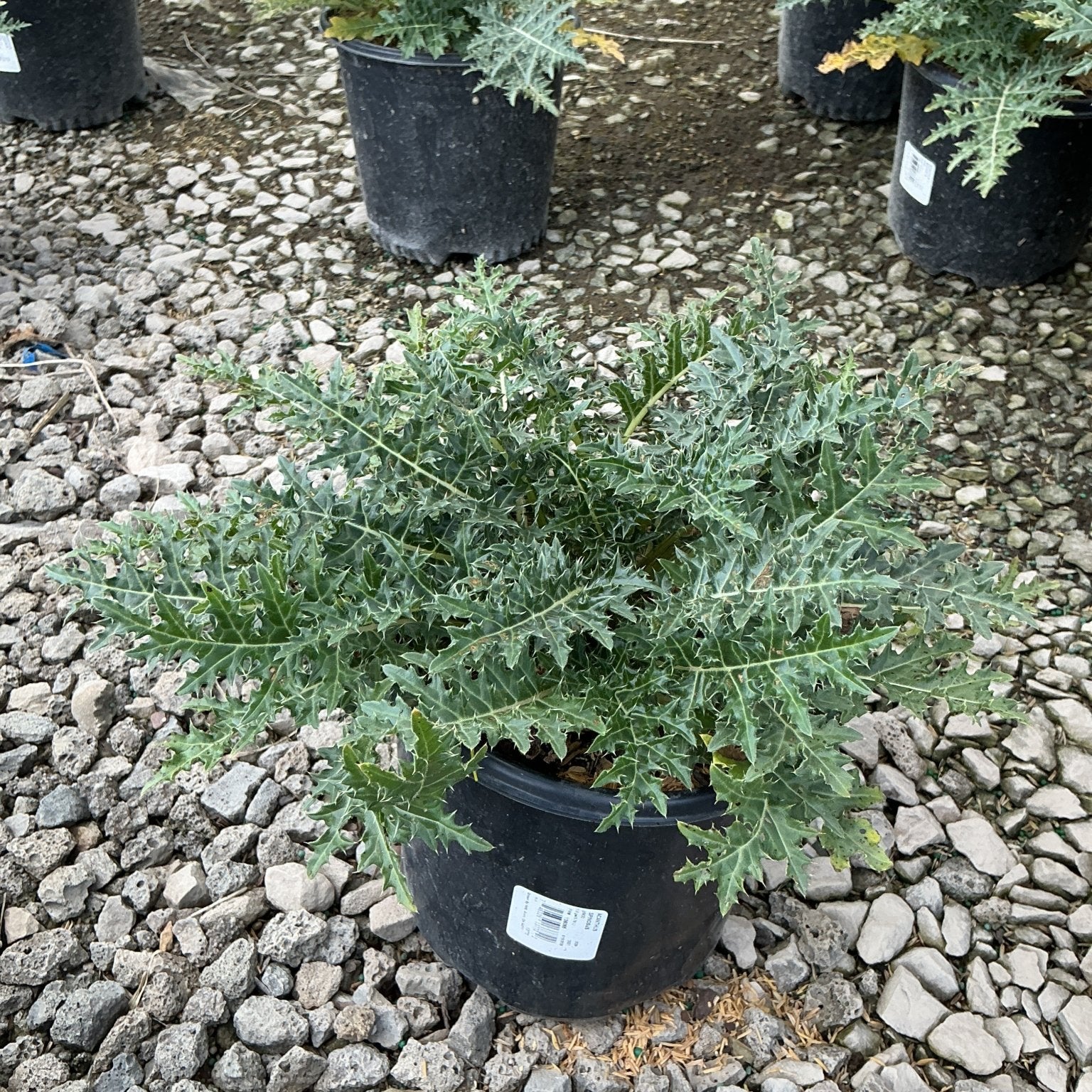 Acanthus spinosus Spiny Bear's Breeches growing in a black nursery container on a gravel surface.