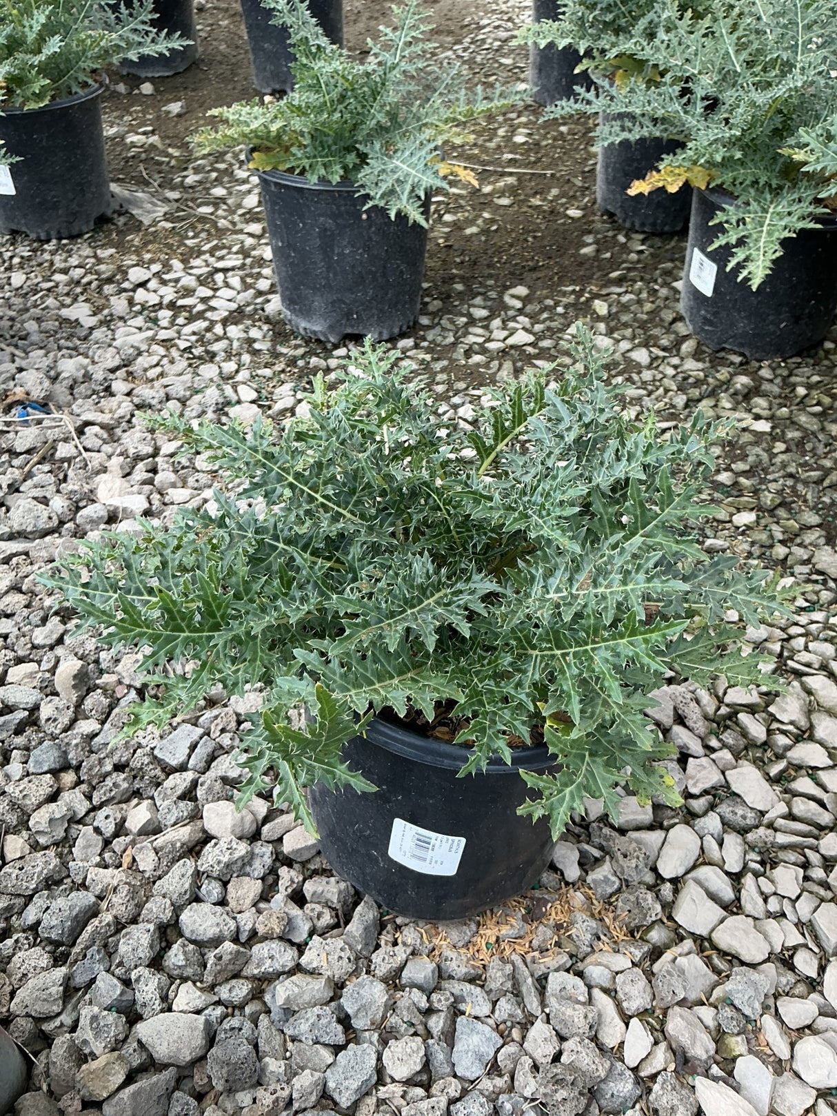 Acanthus spinosus Spiny Bear's Breeches growing in a black nursery container on a gravel surface.