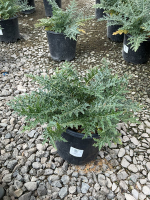 Acanthus spinosus Spiny Bear's Breeches growing in a black nursery container on a gravel surface.