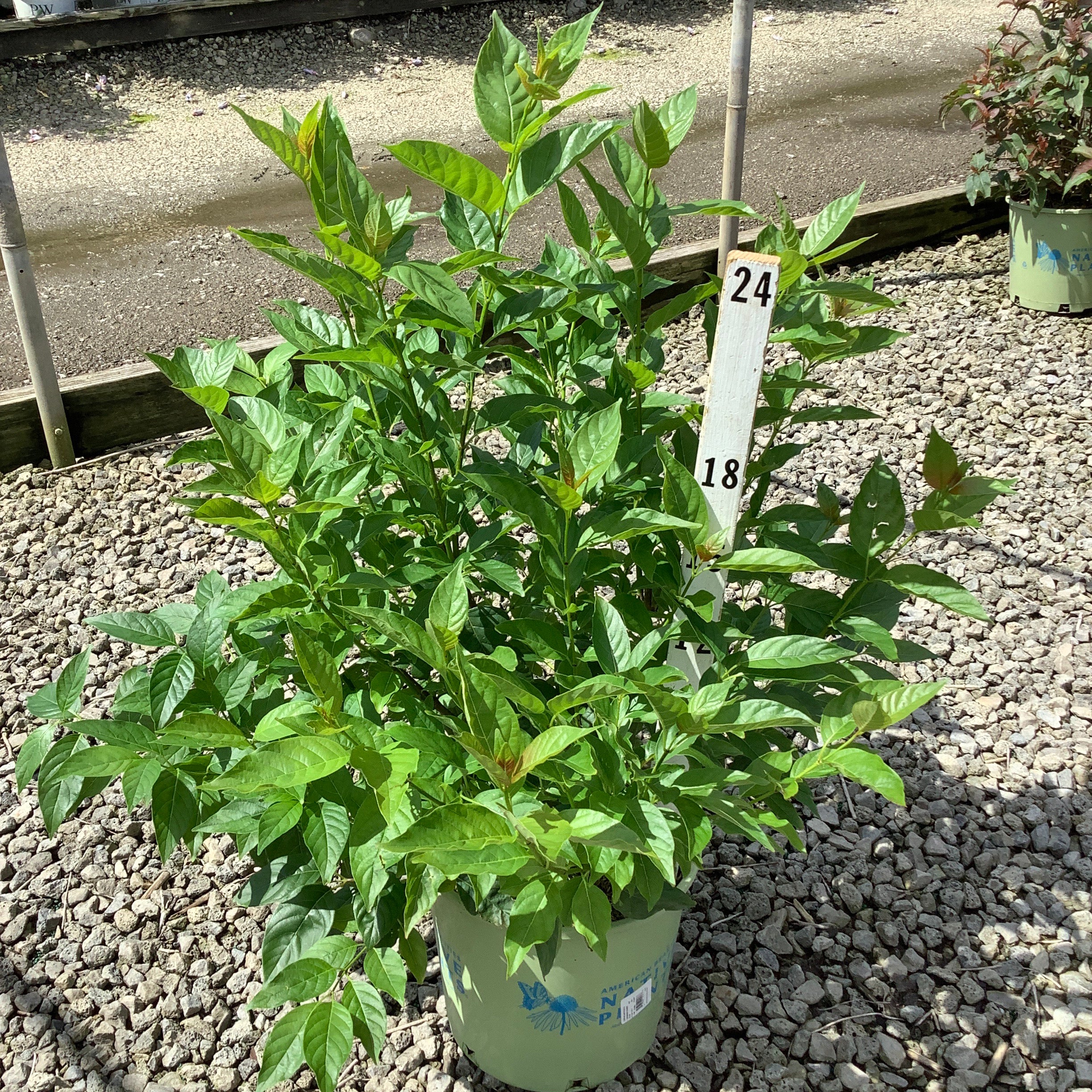 Crimson Comet Buttonbush shrub in a #3 container displaying dense green foliage at a nursery.